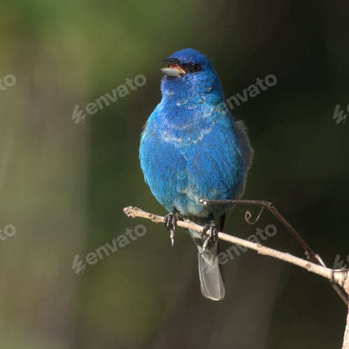 Preview: Of a vibrant Indigo Bunting perched on a branch with a blurred green background