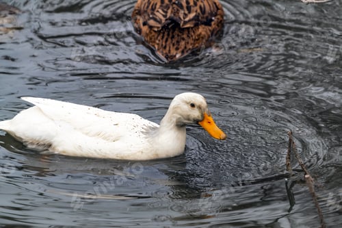 Preview: Ducks catch fish in the water
