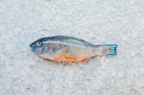 Preview: Close up of butter fish on ice bed