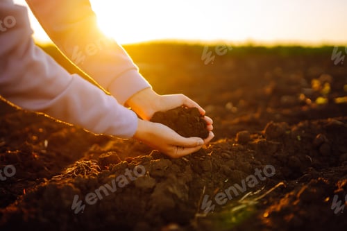 Preview: Female hands touching soil on the field at sunset. Agriculture, organic gardening, planting concept.