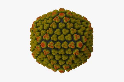 Preview: Detailed Adenovirus Structure