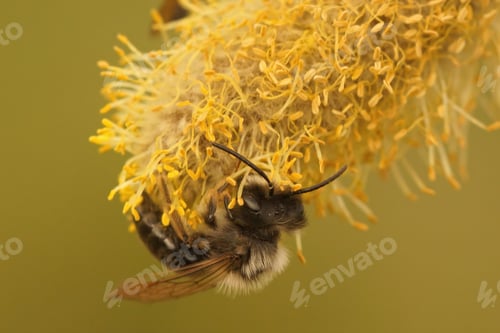Preview: Closeup of a male grey-backed mining bee, Andrena vaga eating pollen from Goat willow , Salix caprea