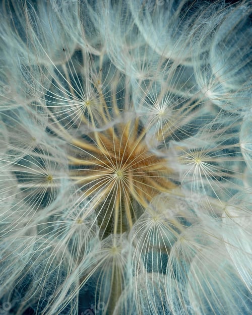 Preview: Natural background, abstraction. Fluffy dandelion macro. Texture. On a blue background.