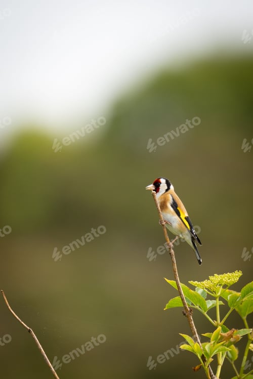Vista previa: Vertical view of a European goldfinch perching on the branch