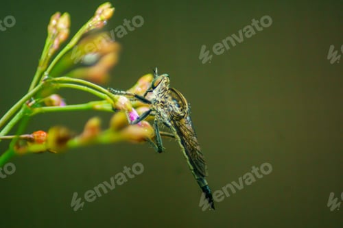 Preview: The natural beauty of Indonesia with small plants and animals, macro photos of plants and animals