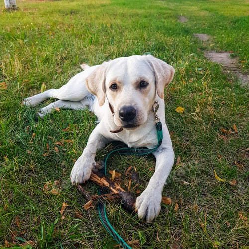 Preview: Dog breed Labrodor Retriever fawn color