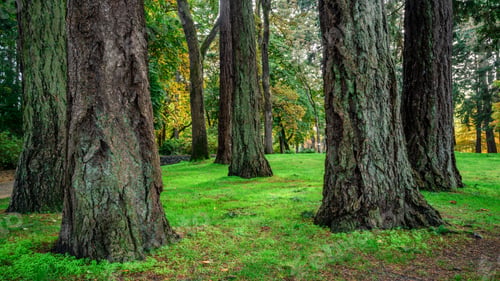 Preview: Douglas Fir trees in Beacon Hill Park, Victoria, Vancouver Island, BC Canada