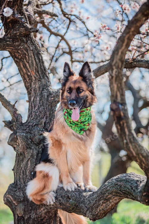 Preview: Portrait of a German shepherd dog. Dog outdoor. Purebred dog.