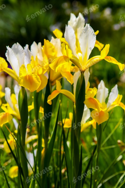 Preview: Yellow iris flowers in the field