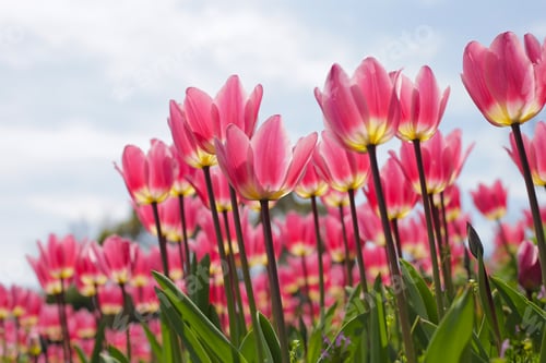 Preview: Beautiful tulip flower garden. The Expo 70 Commemorative Park, Osaka, Japan