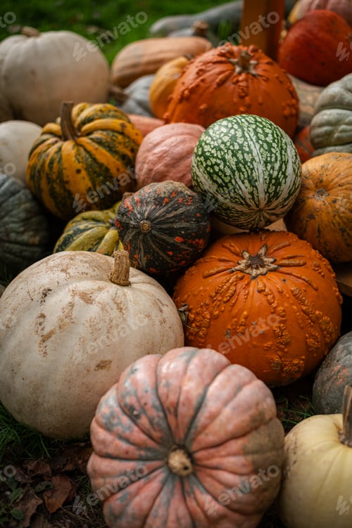 Preview: Variety of Pumpkins for Halloween