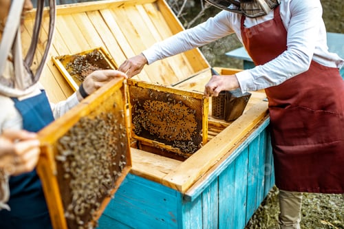 Preview: Beekeepers working with honeycombs