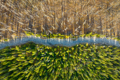 Preview: Drone view of a dead and young forest. Landscape from the air on an autumn forest.