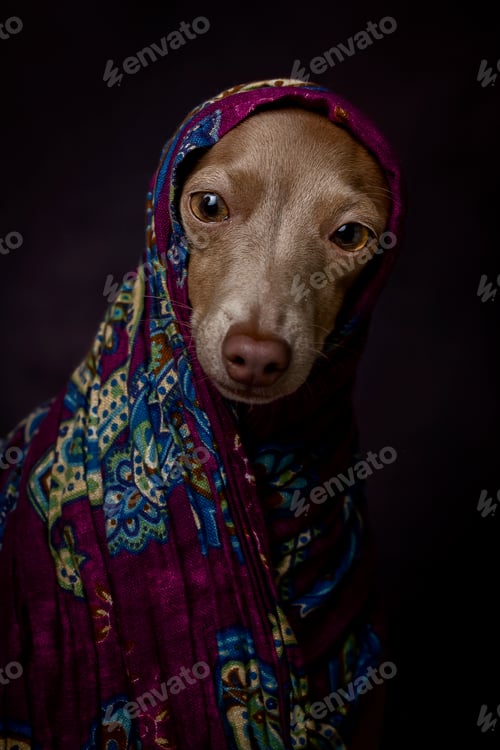 Preview: Italian Greyhound dog with Arabian Hijab