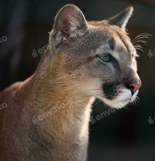 Preview: Portrait of an adult female cougar on a spring day