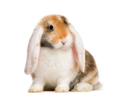 Preview: French Lop rabbit in front of white background