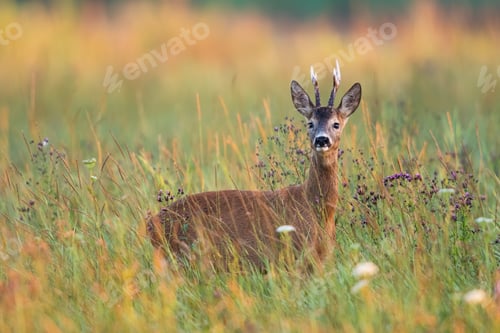 Preview: Alert roe deer buck standing in tall grass on a meadow in summer nature