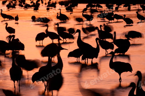 Preview: Sandhill cranes, Grus canadensis, Bosque del Apache National Wildlife Refuge, New Mexico, USA