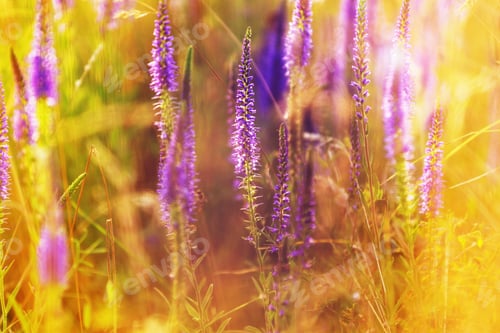Preview: Flowers