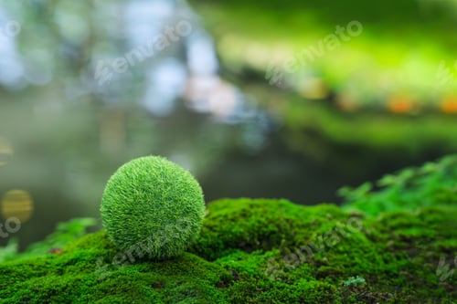 Preview: Environmental concept - Crystal Earth on forest moss with fern and sunlight - environment