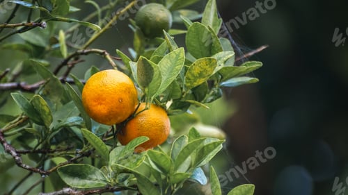 Preview: Two Fresh Citrus fruits hanging at the end of a branch close up photo