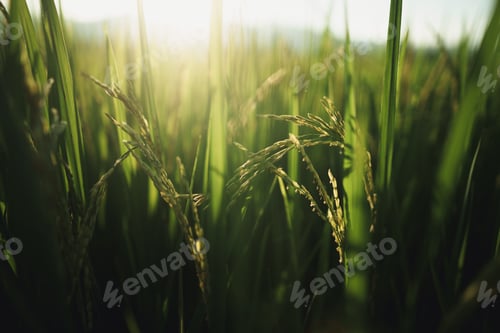 Preview: Rice fields and rice plants with evening light