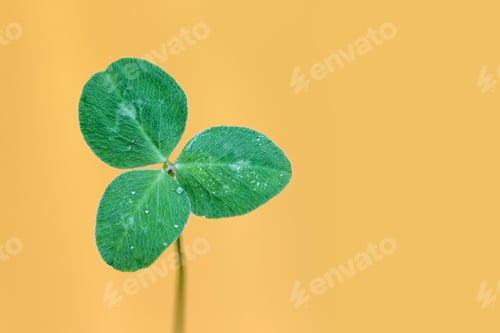 Preview: Clover leaf against yellow background, symbol of luck, St. Patrick’s Day