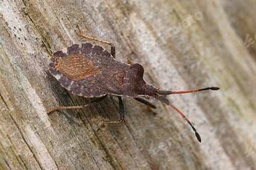 Preview: Closeup on an overwintering dark grey squashbug, Enoplops scapha, warming up on a pole