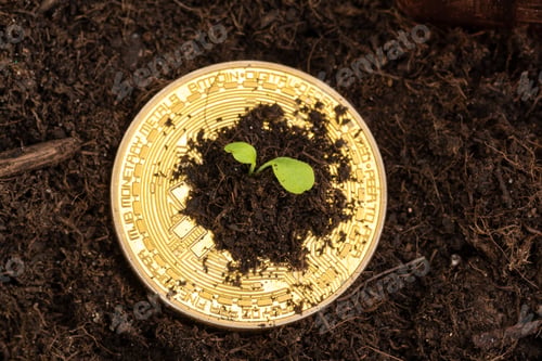 Preview: Sprout plant and bitcoin, growth of bitcoin crypto currency