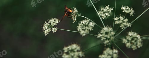 Preview: selective focus of bee on cow parsley flowers with blurred background
