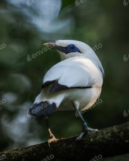 Preview: baly myna