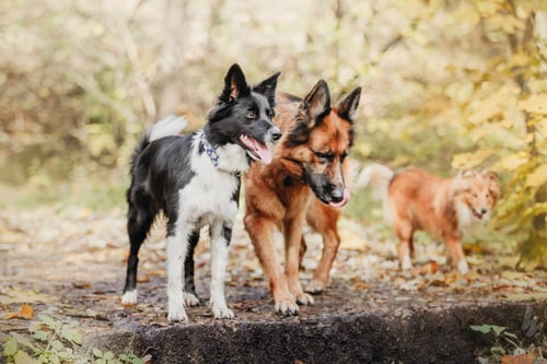 Preview: Three playful dogs: a German Shepherd, a Border Collie, and a Shetland Sheepdog, enjoying their time