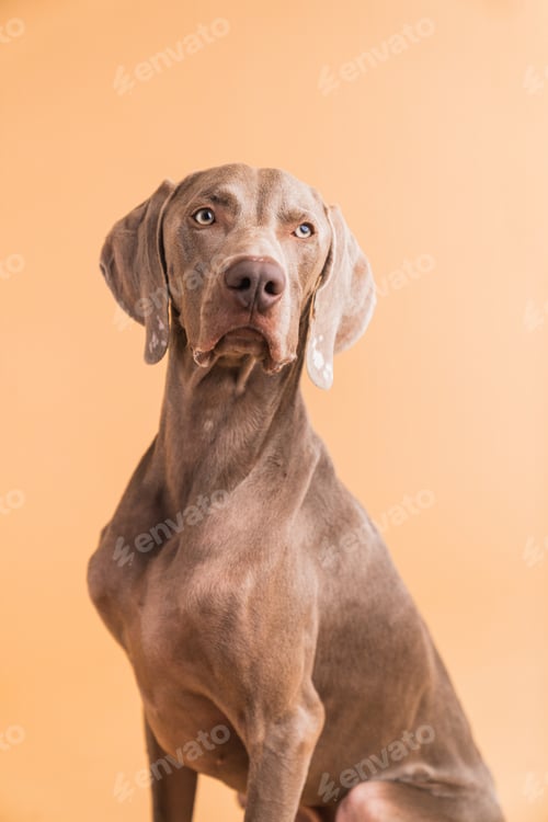 Preview: Weimaraner dog sitting looking at camera