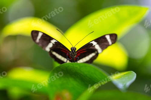 Preview: Macro Picture of a Butterfly