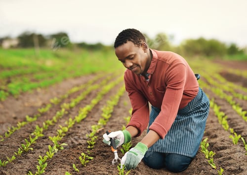 Preview: Full length shot of a handsome young male farmer planting seeds in his vineyard