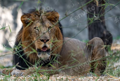 Preview: Majestic lion lying in a serene outdoor environment, surrounded by lush green grass and tall trees