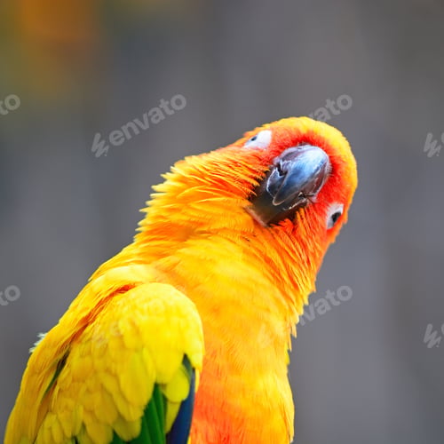 Preview: Sun Conure