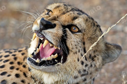 Preview: Selective focus of a leopard in Namibia national park