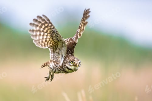 Preview: Little Owl flying on blurred background