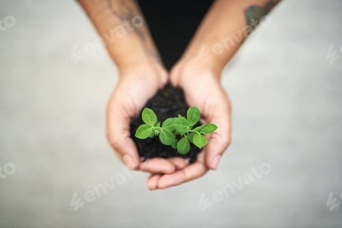 Preview: Cropped shot of an unidentifiable businesswomans hands holding a small seedling