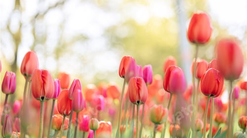 Preview: Colorful natural tulip flowers. Panoramic landscape in sunny day. Beautiful nature delicate red flow