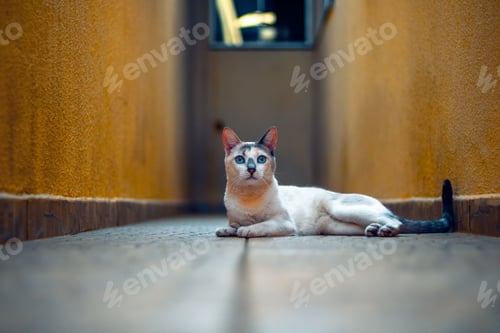 Preview: Closeup of a Snowshoe cat lying on the ground in a corridor