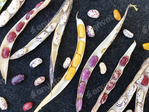 Preview: Group of opened colorful kidney beans pod with black background