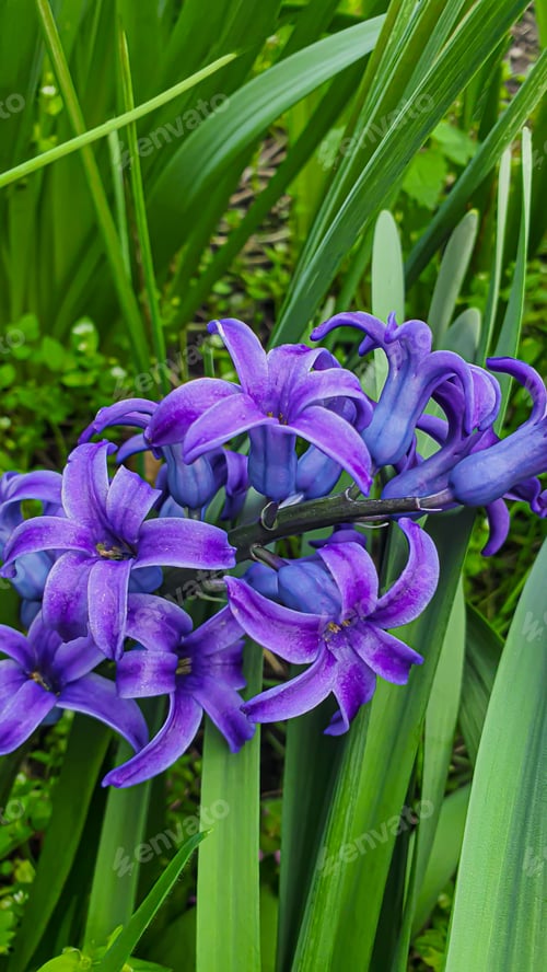 Preview: Green plants in summer. Flowers in the garden. Background wallpaper.