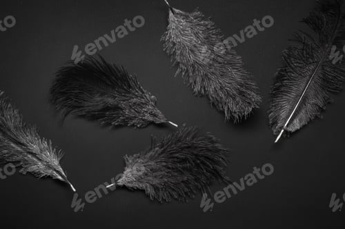 Preview: Black monochrome pattern background with ostrich feathers