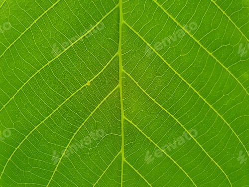 Preview: Macro Photography - Closeup of fresh green leaf, Close up shot of walnut leaf