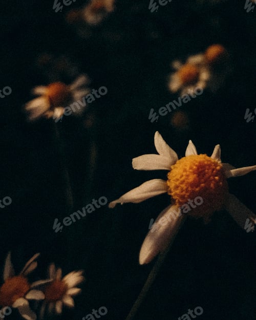 Preview: Chamomile field