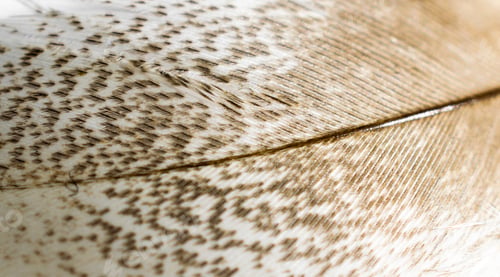 Preview: white and brown bird feather with visible details