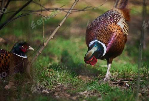 Preview: Adult male pheasant walking in the middle of a green lawn