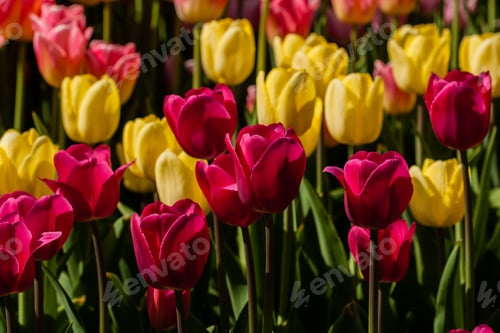 Preview: Spring field of colorful tulips
